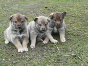Продам щенков западно-сибирской лайки.